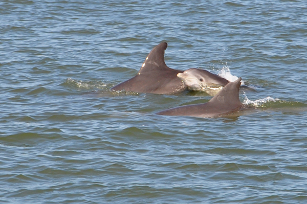 baby dolphin and 2 more dolphins